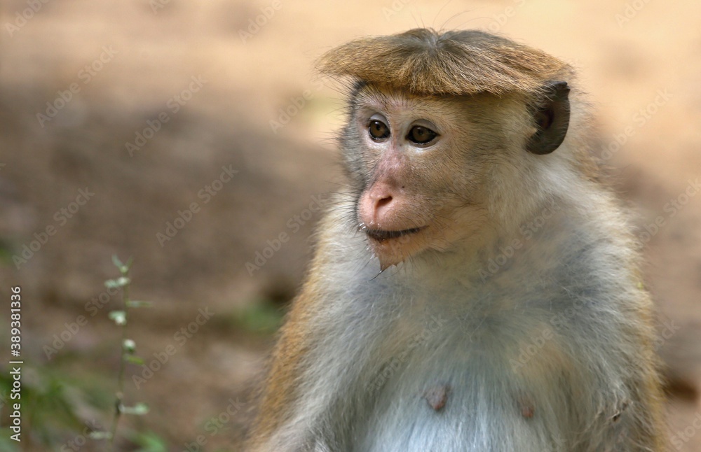 Naklejka premium Toque macaque (Macaca sinica) Srí Lanka
