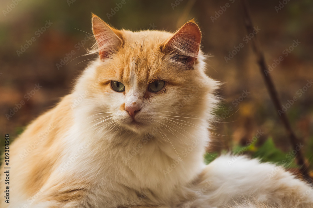 Fluffy stray cat is washed outside in autumn cold weather