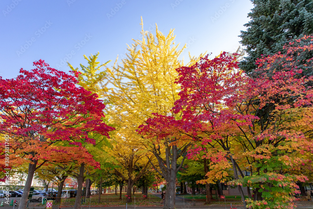 Naklejka premium 北海道 札幌市の紅葉