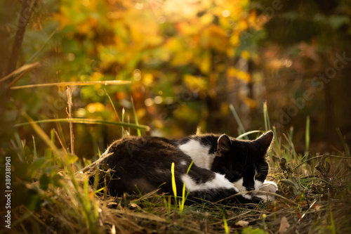 The lying cat sleeps in beautiful autumn thickets, sunset and bright silhouette