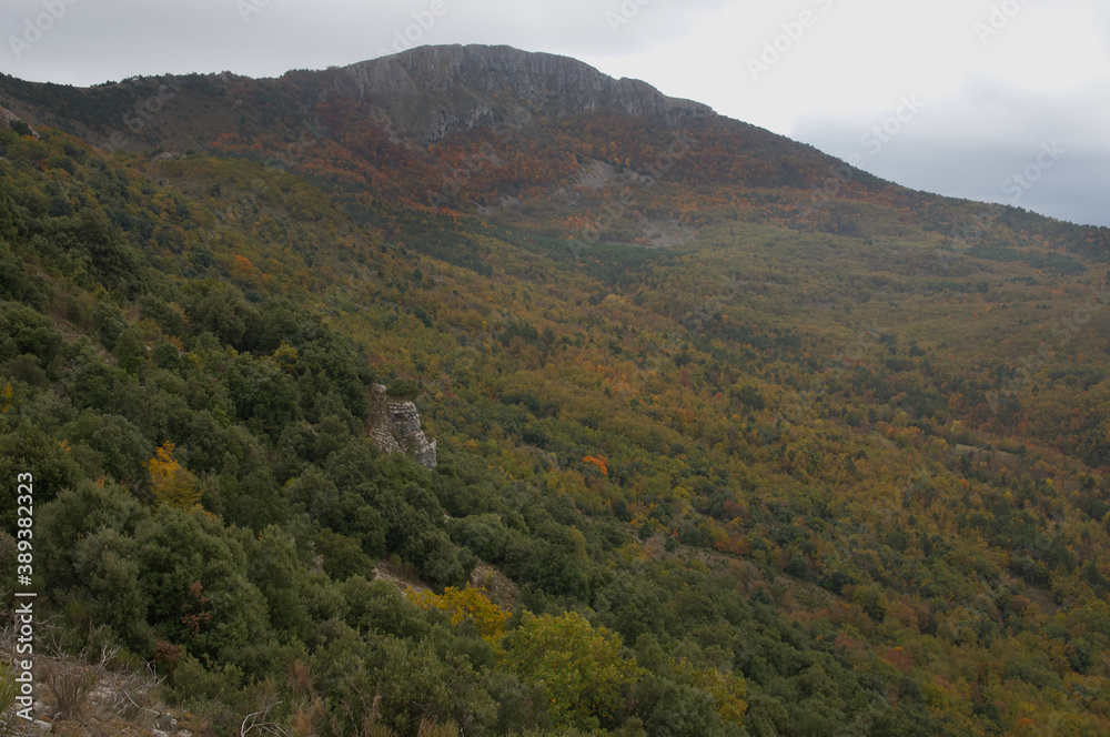 Forest in autumn Forest in autumn