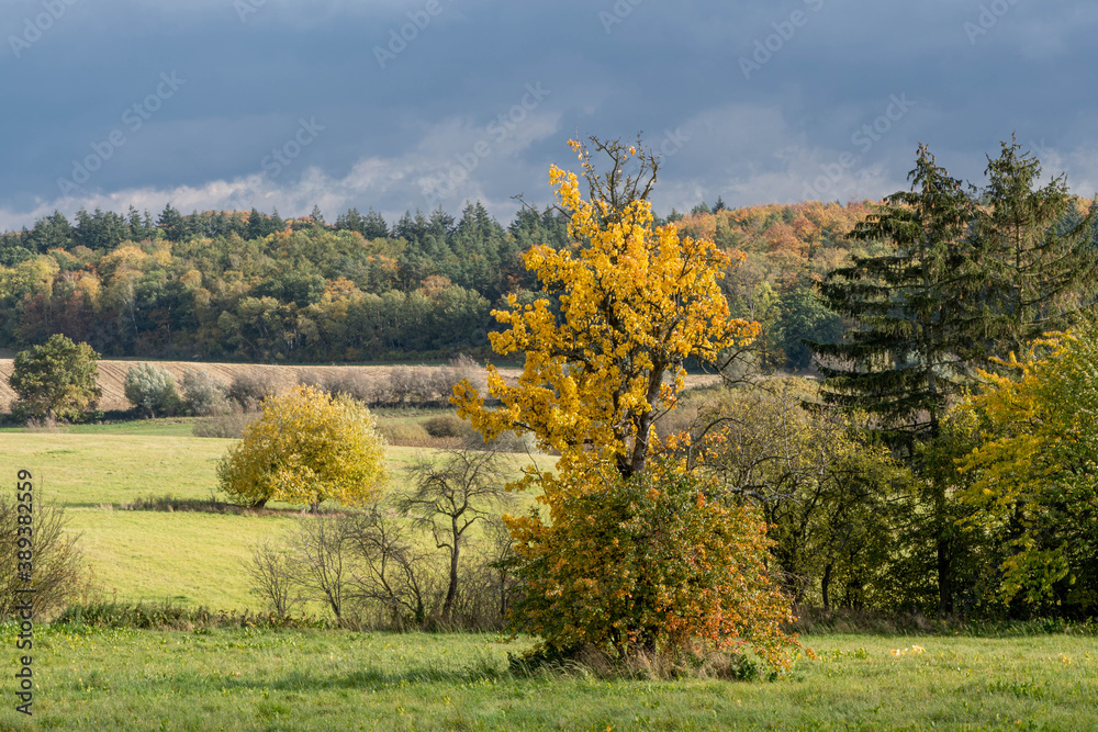 autumn landscape with trees, tree with orange leaves in the middle