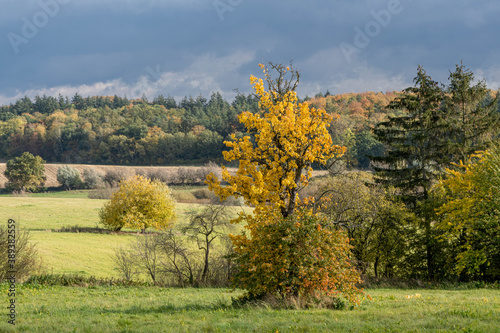 autumn landscape with trees, tree with orange leaves in the middle