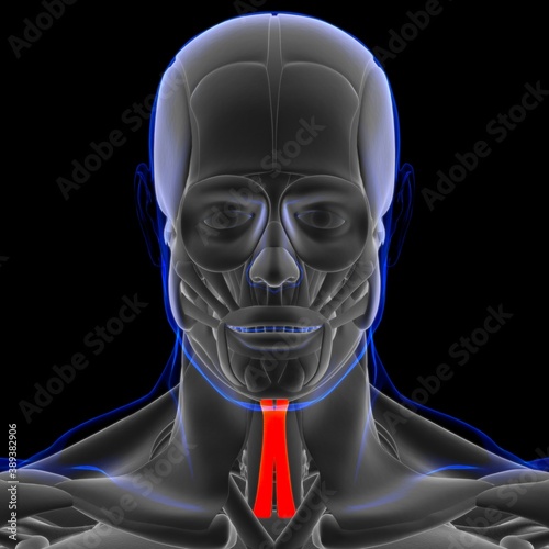 Sternohyoid Muscle Anatomy For Medical Concept 3D