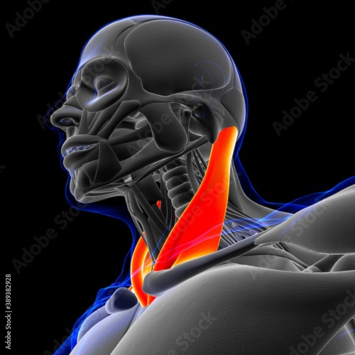 Sternocleidomastoid Muscle Anatomy For Medical Concept 3D photo