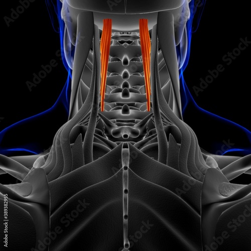 Semispinalis Cervicis Muscle Anatomy For Medical Concept 3D photo