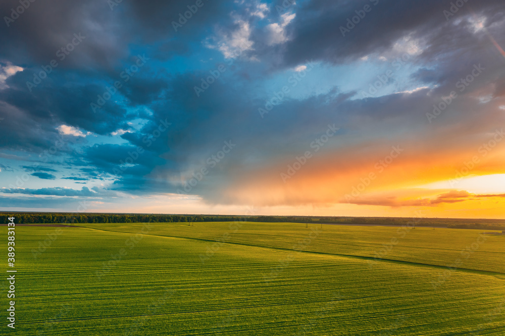 Aerial View Countryside Rural Green Field Landscape With Young Wheat Sprouts In Spring Summer Sunset. Agricultural Field. Young Wheat Shoots And Colorful Evening Sky With Rainy Clouds