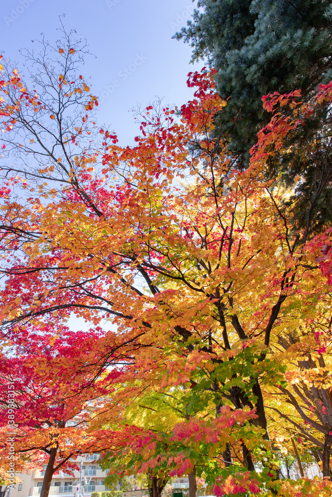 北海道　札幌市の紅葉