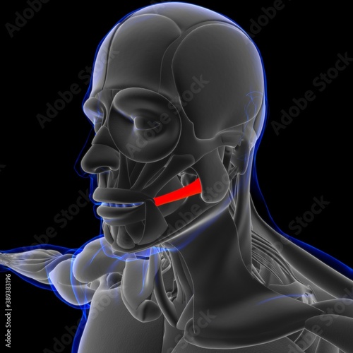 Risorius Muscle Anatomy For Medical Concept 3D photo