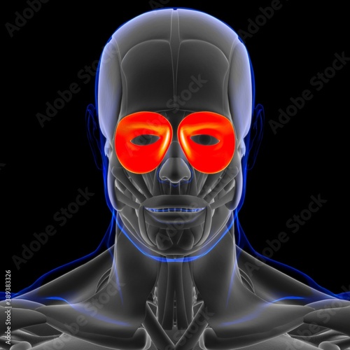Orbicularis Oculi Muscle Anatomy For Medical Concept 3D