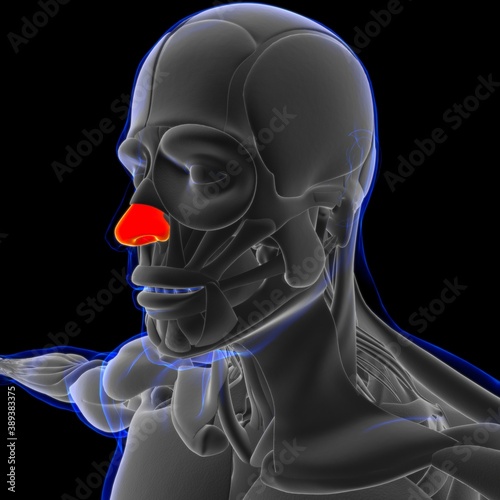 Nasal Cartilage Anatomy For Medical Concept 3D