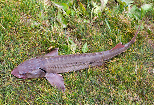 Freshly caught freshwater Siberian sturgeon lies on the grass