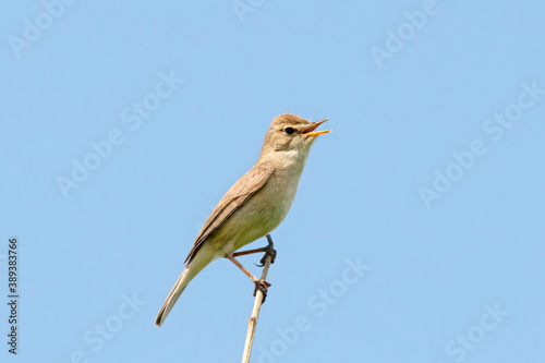 Booted warbler iduna caligata sitting on branch of tree under blue sky. Cute little meadow songbird in wildlife.
