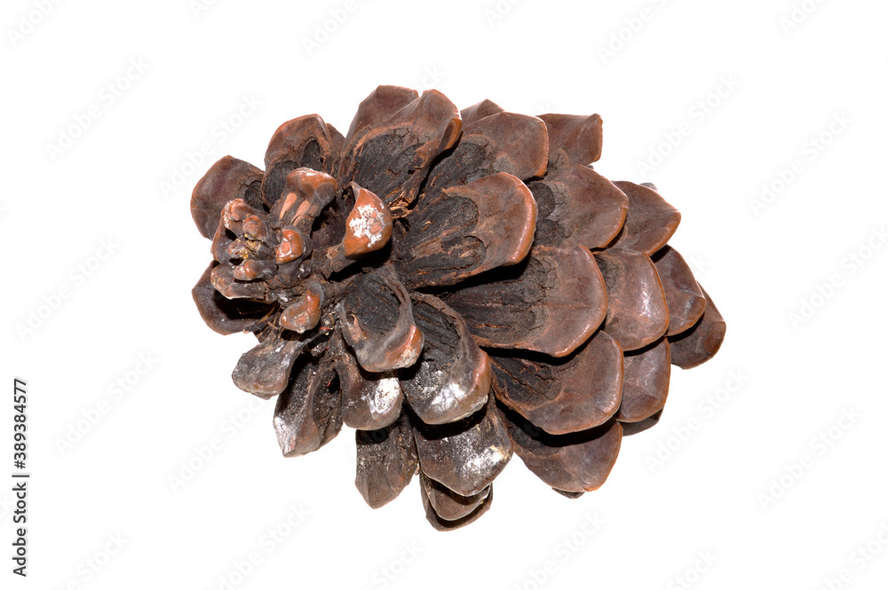 pine cone isolated on white background pine cone isolated on white background