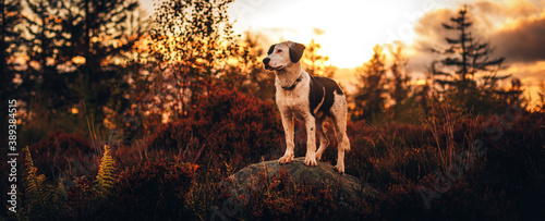 Photography Dog in sunset