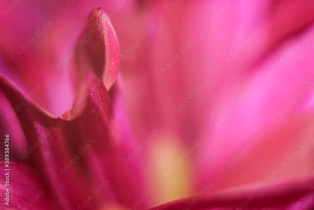 abstract pink petal background abstract pink petal background