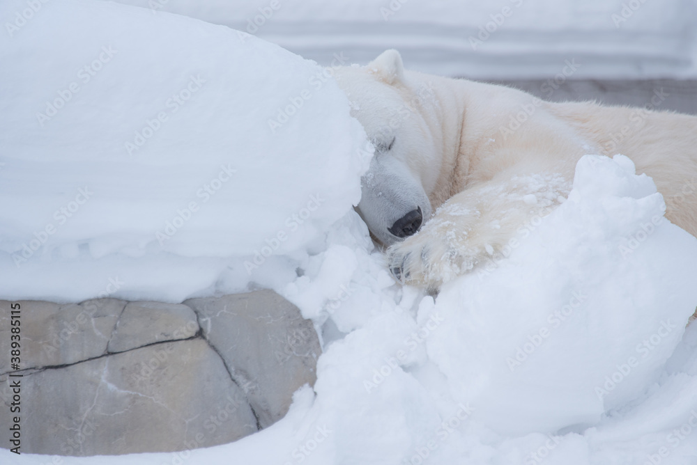 polar bear resting with relax face on snowing background polar bear resting with relax face on snowing background