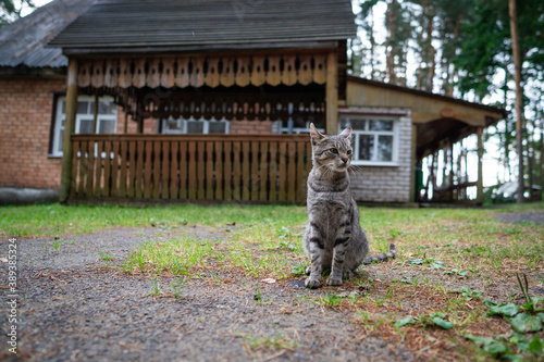 summer, animal, cat, cats, country, cute, domestic, forest, freedom, friend, gray, home, house, male, mammal, ordinary, outdoor, pet, play, predator, striped, village, young, house, wood, nature, tree
