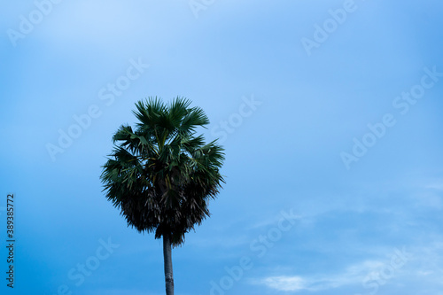 Lonely palm trees on the background of the sky © K.Pornsatid