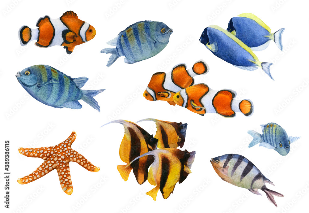 Fototapeta premium A set of the colorful tropical fishes hand drawn in watercolor isolated on a white background. Watercolor illustration. Watercolor fish. 