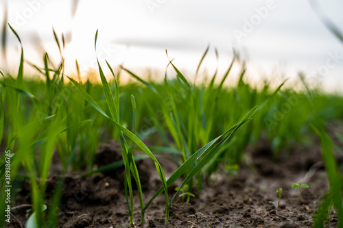 Close up young green wheat seedlings growing in a soil on a field in a sunset. Close up on sprouting rye agriculture on a field in sunset. Sprouts of rye. Wheat grows in chernozem planted in autumn.