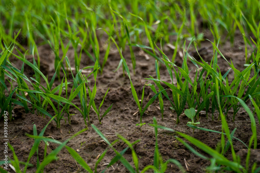 Close up young green wheat seedlings growing in a soil on a field in a sunset. Close up on sprouting rye agriculture on a field in sunset. Sprouts of rye. Wheat grows in chernozem planted in autumn. Close up young green wheat seedlings growing in a soil on a field in a sunset. Close up on sprouting rye agriculture on a field in sunset. Sprouts of rye. Wheat grows in chernozem planted in autumn.