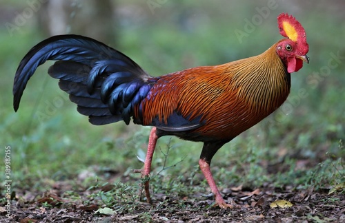 Sri Lanka Junglefowl (Gallus lafayettii) Srí Lanka