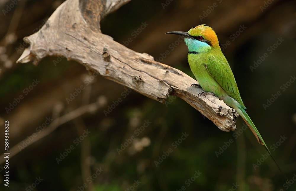 Green Bee-eater (Merops orientalis) Srí Lanka