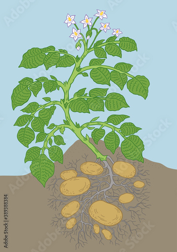 Potato vegetable plant. Soil and roots. Growing spud. Harvest tubers potatoes growth. Vector agriculture illustration.