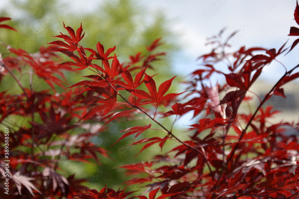 Burgas, Bulgaria. June, 1, 2014. Red maple branch on green backround autumn wallpaper. Burgas, Bulgaria. June, 1, 2014. Red maple branch on green backround autumn wallpaper.