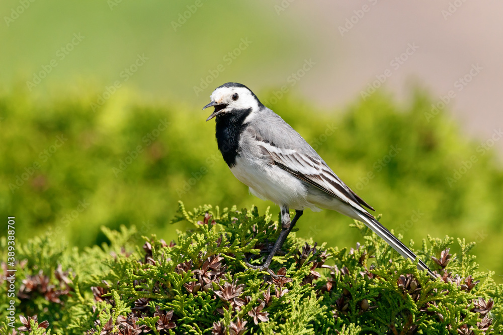 White wagtail motacilla alba male standing on thuja bush. Cute common bird in bright surrounding in wildlife. White wagtail motacilla alba male standing on thuja bush. Cute common bird in bright surrounding in wildlife.