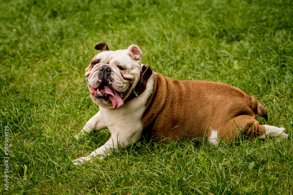 Portrait of cute english bulldog at the park. Portrait of cute english bulldog at the park.
