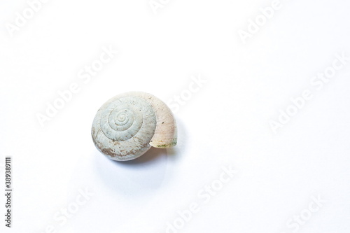 snail shell after death on white background