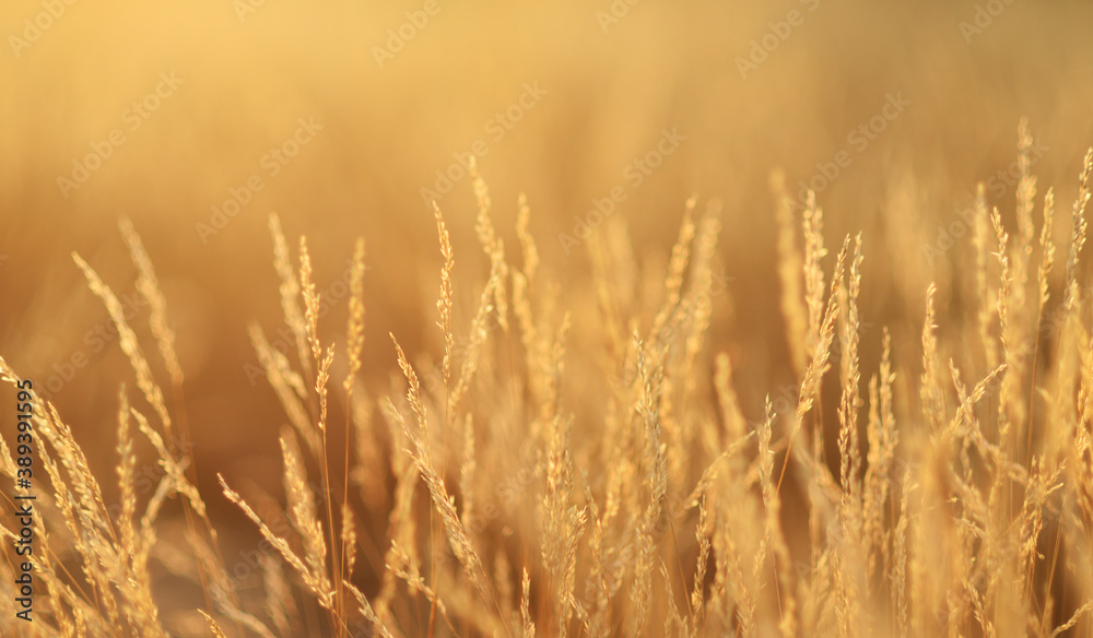 Golden grass, sunset background. The meadow in the evening has the golden light of the sun.