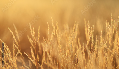 Golden grass  sunset background. The meadow in the evening has the golden light of the sun.