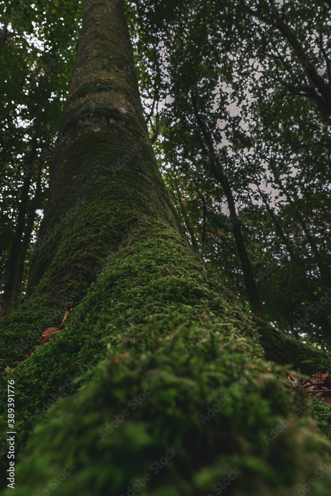 Fototapeta premium Baum