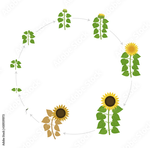 Sunflower growth stages. Round live cycle. Agriculture plant development. Harvest animation progression. Vector illustration infographic set.