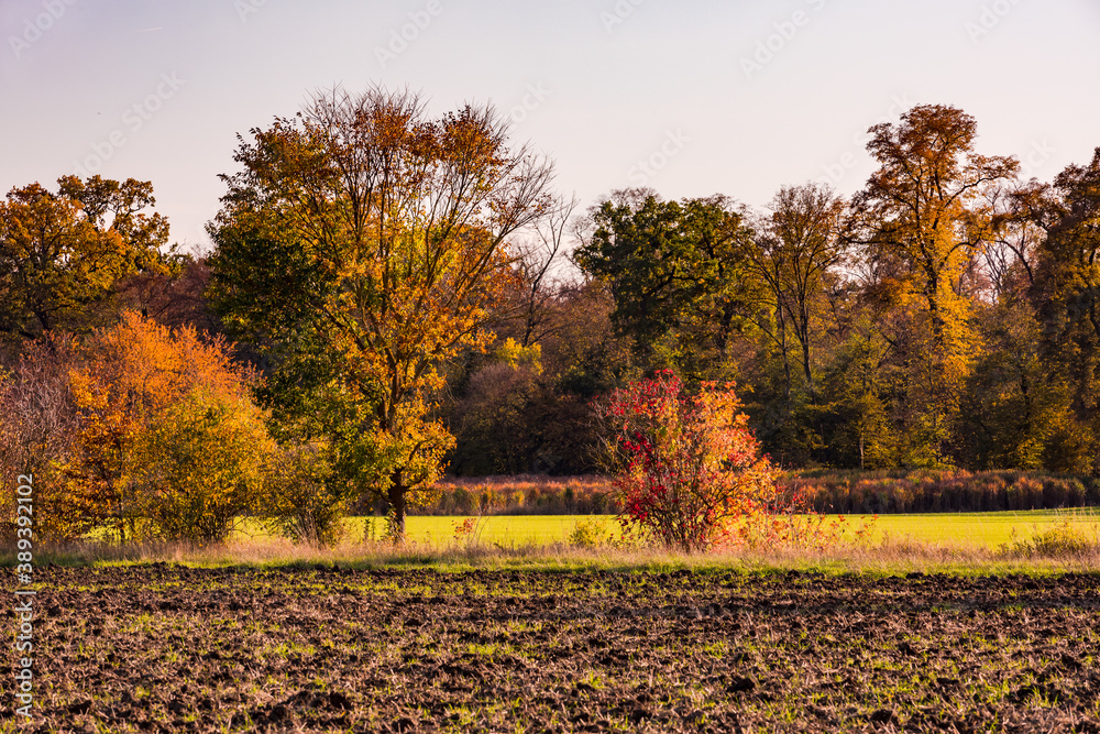 Laubfall auf einem herbstlichen Blühstreifen im Gegenlicht vor einem Waldstück in einem einsamen Mischwald in Deutschland
