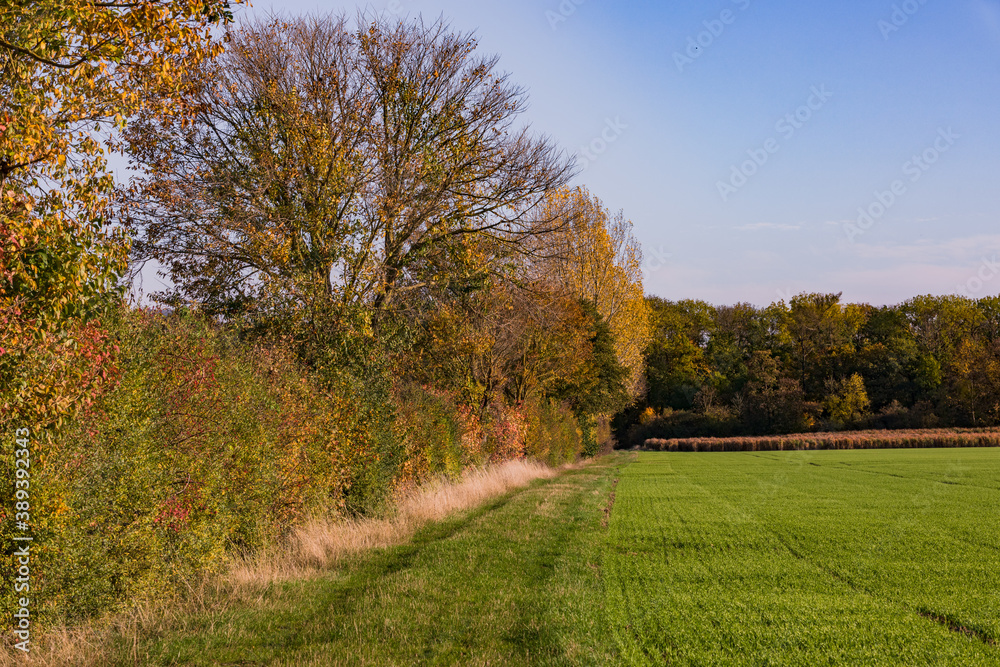 Laubfall auf einem herbstlichen Blühstreifen vor einem Waldstück in einem einsamen Mischwald in Deutschland Laubfall auf einem herbstlichen Blühstreifen vor einem Waldstück in einem einsamen Mischwald in Deutschland