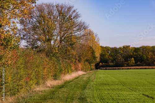 Laubfall auf einem herbstlichen Blühstreifen vor einem Waldstück in einem einsamen Mischwald in Deutschland