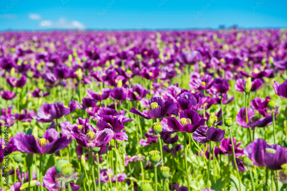 Violet flowers of poppy on a sunny day