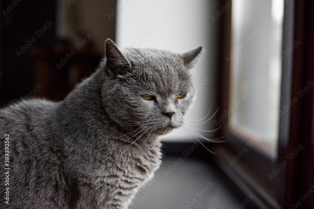 Gray chartreux cat with a yellow eyes sit in apartment and looking in a window.
