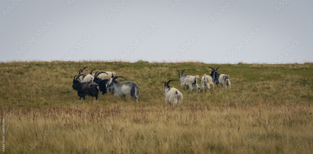 Wild goats grazing in Ogwen Valley, Snowdonia National Park, Wales Wild goats grazing in Ogwen Valley, Snowdonia National Park, Wales