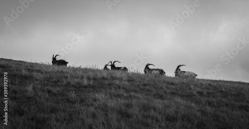 Wild goats grazing in Ogwen Valley, Snowdonia National Park, Wales © www.januszkurek.com