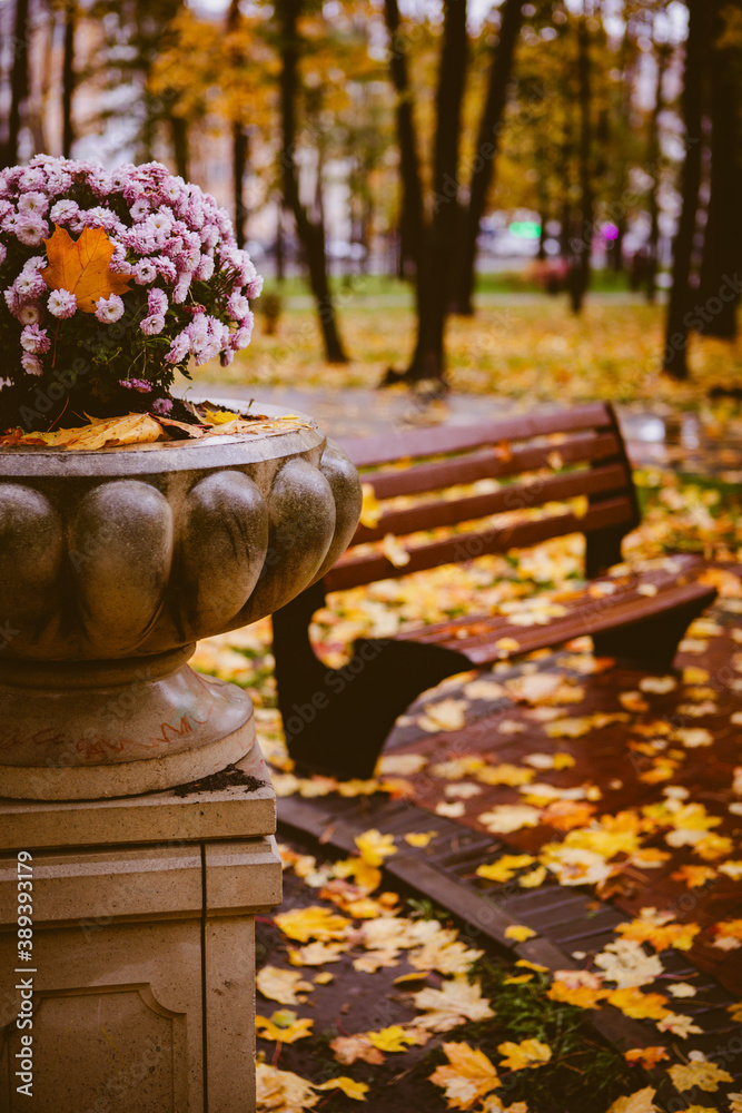 beautiful autumn landscape in the park beautiful autumn landscape in the park