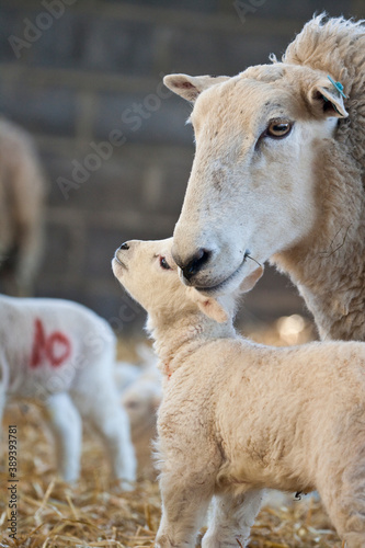 Fototapeta Naklejka Na Ścianę i Meble -  New born Lleyn lamb with mother ewe at lambing time