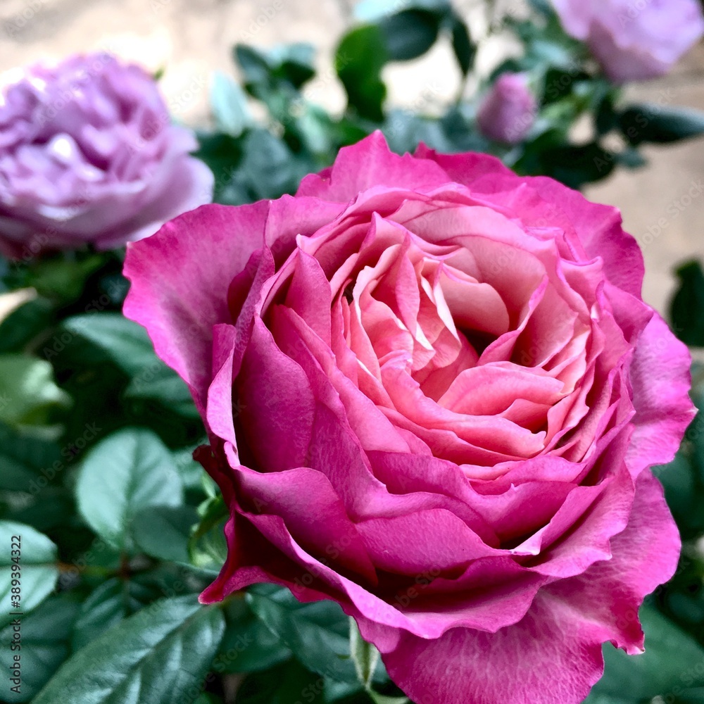 ミニ薔薇、タマラコルダナとラミー ミニ薔薇、タマラコルダナとラミー