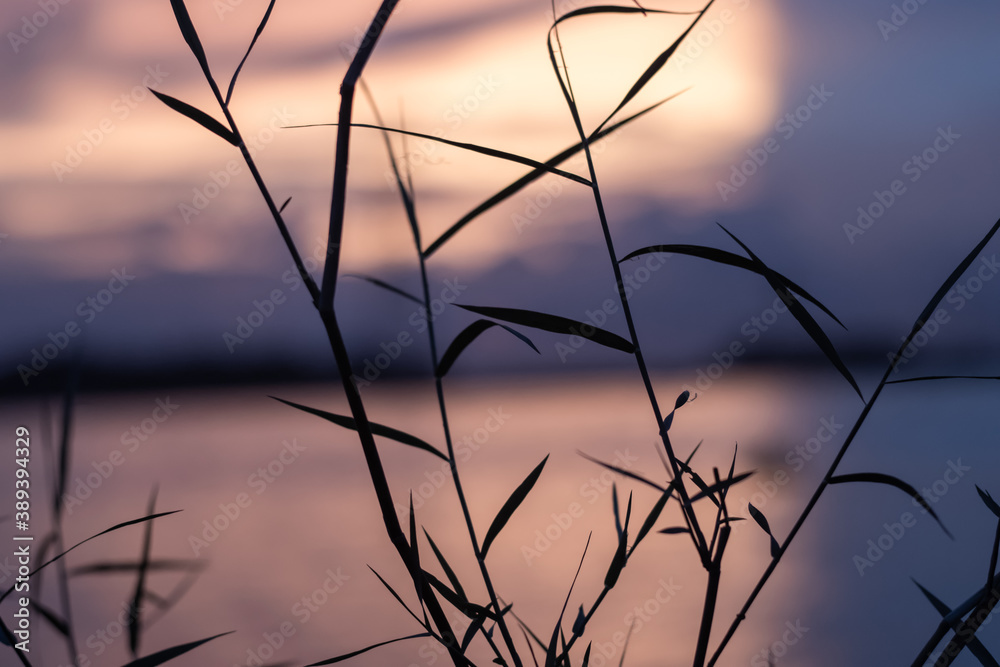 Grass branches in front of dramatic colorful blurry background Grass branches in front of dramatic colorful blurry background