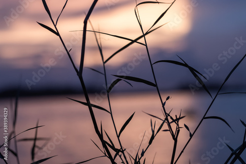 Grass branches in front of dramatic colorful blurry background