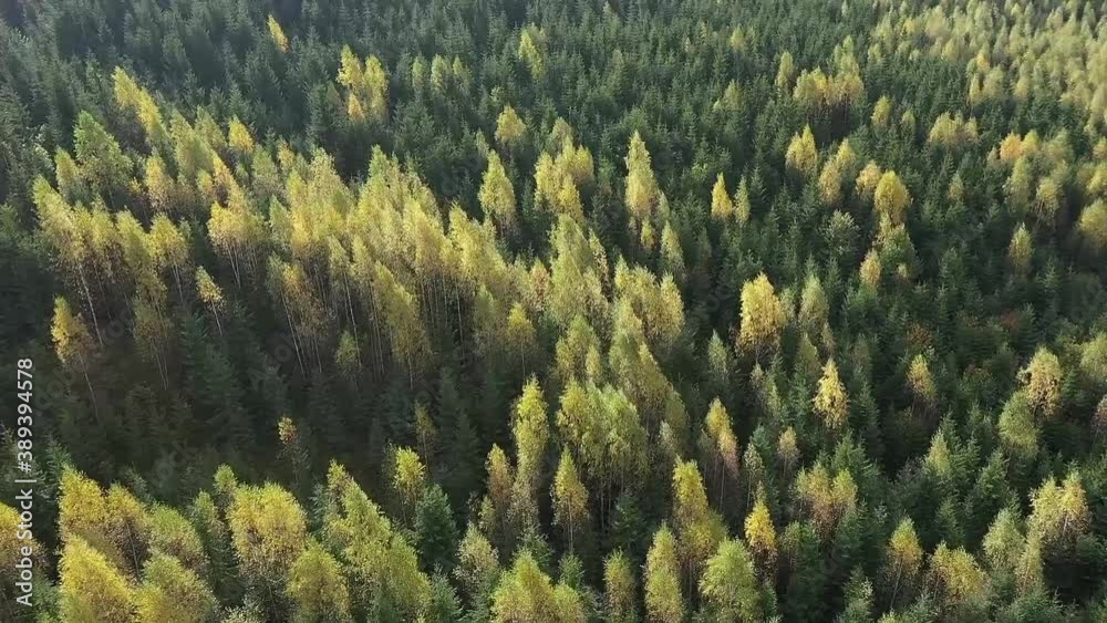 Mixed forest. Deciduous yellowed and coniferous green trees cover the mountains. The wind moves the crowns of trees Mixed forest. Deciduous yellowed and coniferous green trees cover the mountains. The wind moves the crowns of trees